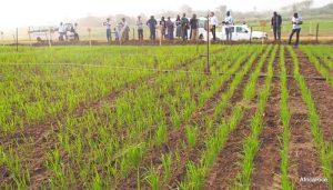 Lire la suite à propos de l’article Afrique du sud : Le projet agricole uMsinga pour autonomiser les femmes