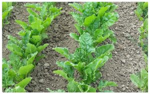 Lire la suite à propos de l’article SIALO 10 : Les solutions innovantes pour une agriculture biologique au cœur du 1er Panel