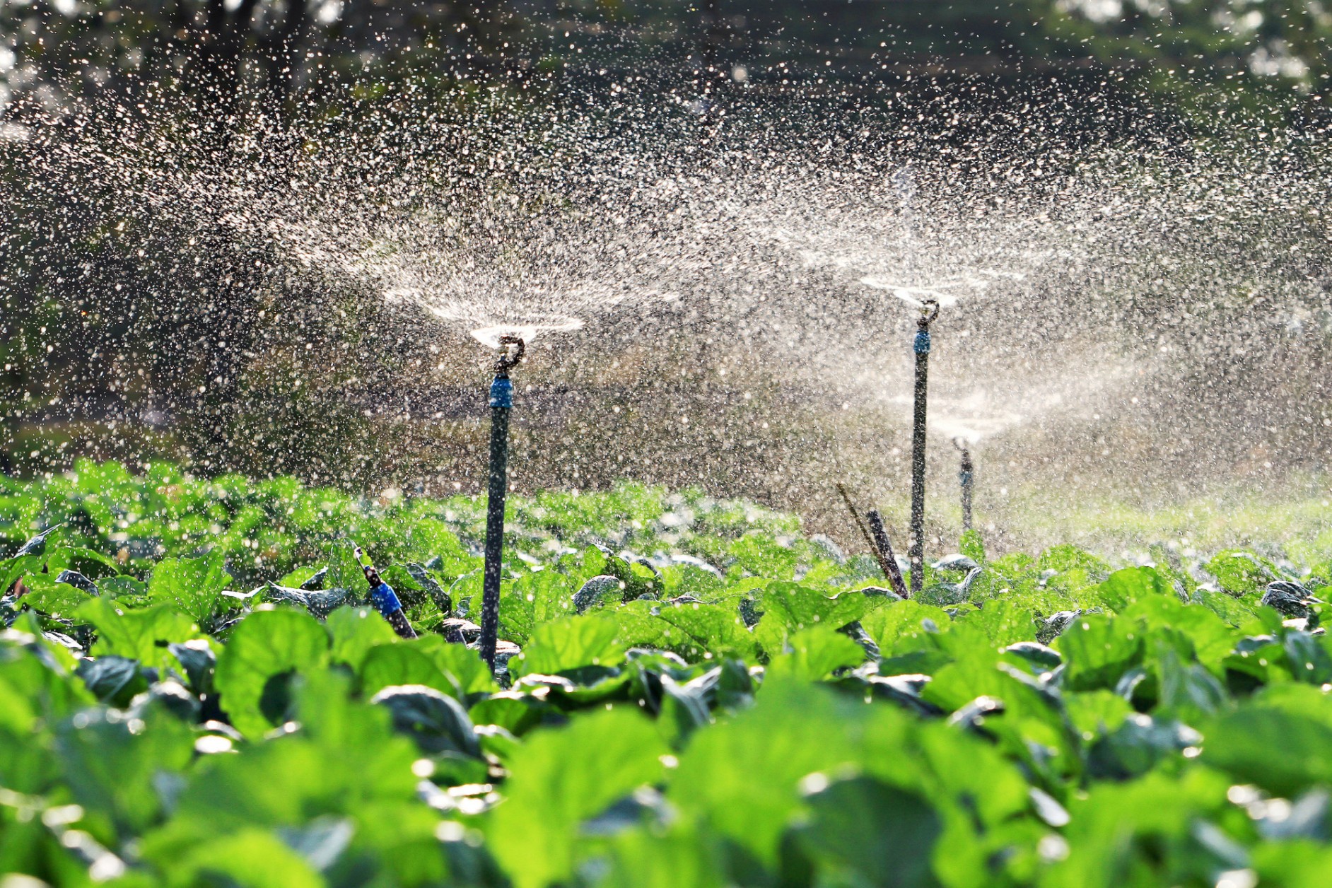 Lire la suite à propos de l’article SIALO 10 : Une journée dédiée à l’Irrigation et à la mécanisation assortie des approches innovantes